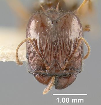 Media type: image;   Entomology 20775 Aspect: head frontal view